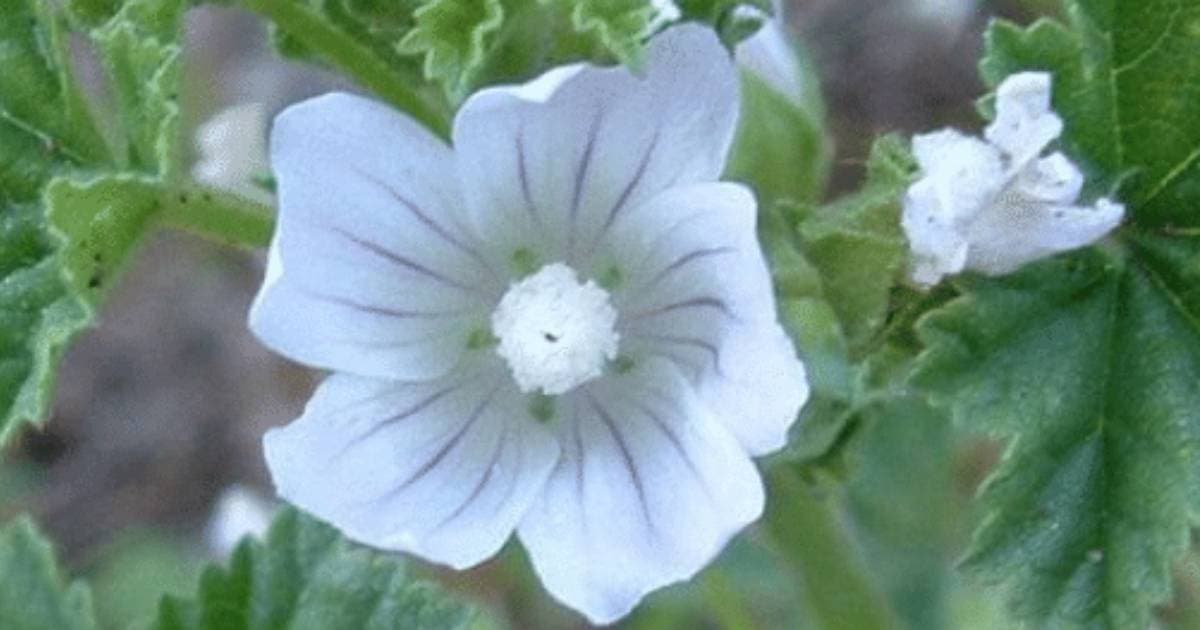 Malva comune